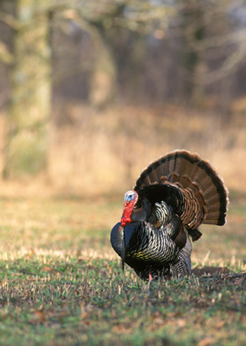 NWTF Hunt Lease Liability Insurance